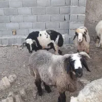 بره چاق|حیوانات مزرعه|مرودشت, شهرک مهدیه|دیوار