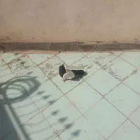 کفترسینه ای|پرنده|قم, یزدان‌شهر|دیوار
