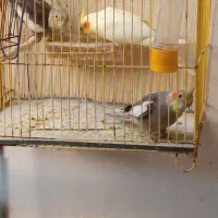 عروس هلندی