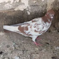 کفتر پرشی|پرنده|تایباد, |دیوار