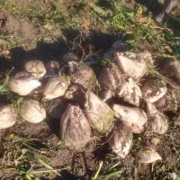 چغندرقند برای دام