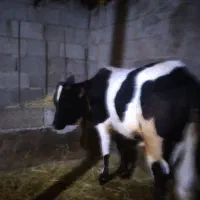 گاو|حیوانات مزرعه|فومن, |دیوار