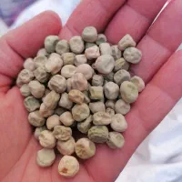 نخودفرنگی ولف هلند