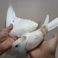 کبوتر ساده . چپ|پرنده|مشهد, آزادشهر|دیوار