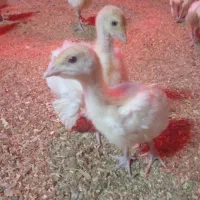 جوجه بیوتی|حیوانات مزرعه|اقبالیه, |دیوار