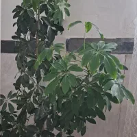 گل طبیعی زیبا و سرحال