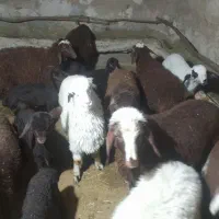 بره  شیری|حیوانات مزرعه|فیروزآباد (لرستان), |دیوار