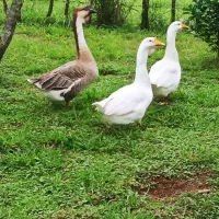 قو غاز 3عدد 2 تا ماده 1عدد نر