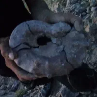فسیل کم یاب و نادر