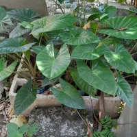 گیاه بابا آدم ساقه قهوه ای