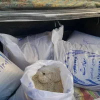 برنج چمپا بودار درجه ۱ امروز