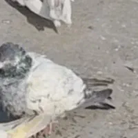 کفتر پاکستانی