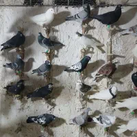 کفتر بوم کبوتر پرشی و جفتگاه آس