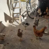 گلین۵۰عدد مرع و جوجه گلین|حیوانات مزرعه|کرمانشاه, |دیوار