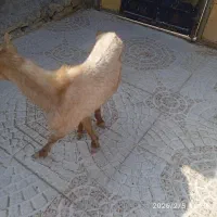 گیسه ونری|حیوانات مزرعه|قشم, |دیوار