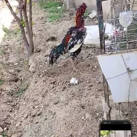 لاری معاوضه سگ سرابی