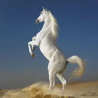 اسب سیلمی جفت زن سواری دار
