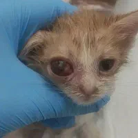 دامپزشک سیار/ویزیت تخصصی در محل شما/واکسیناسیون