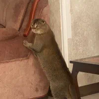 واگذاری گربه اسکاتیش|گربه|اردبیل, |دیوار