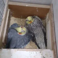 عروسک