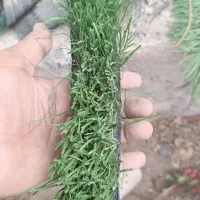 چمن مصنوعی|مصالح و تجهیزات ساختمان|مود, |دیوار