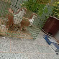 کبوتر کرواتی زرد عتیقه|پرنده|مه ولات, |دیوار