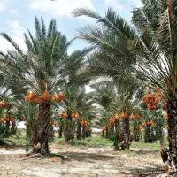 فروش نخل شاهانی