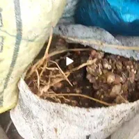 ضایعات خرما خشک دامی