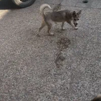 پردیس|سگ|اهواز, پردیس دو|دیوار