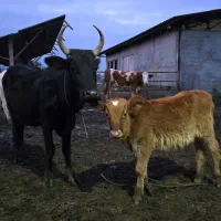 گاو جوان(کولدار/ نافدار) + گوساله نر کوله