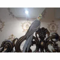 عروس هلندی سخنگو درشت