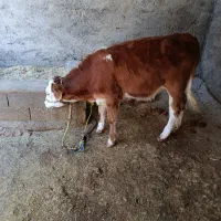 گوساله پاک ماده
