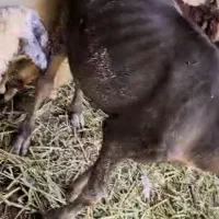 گاومیش نر و ماده|حیوانات مزرعه|رامشیر, |دیوار