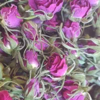 گل محمدی خوش عطربو تازه