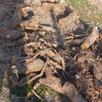 خریده ریشه و کنده مو