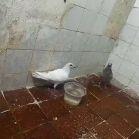 کفتر شامی درجه یک