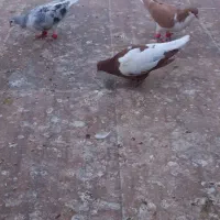 ۶ تا جوجه رنگی|پرنده|کاشمر, |دیوار