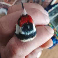 سهره سر سفید