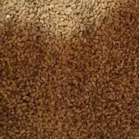 تخم ( بذر) یونجه|خدمات باغبانی و درختکاری|کوهرنگ, |دیوار