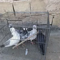 کبوتر سرور  ودم مشکی