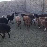 بره نر پای پروار|حیوانات مزرعه|سبزوار, قصبه غربی|دیوار