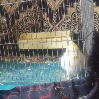 فروش عروس هلندی|پرنده|خمینی‌شهر, |دیوار