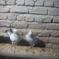 کبوتر شامی|پرنده|چهاربرج, |دیوار