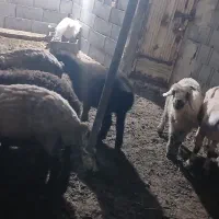 میش با بره ۴ راس