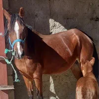 اسب|اسب و تجهیزات اسب‌سواری|سیلاخور, |دیوار