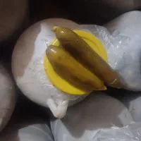 خیارشور نول و ویژه با بهترین عطر و طعم