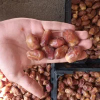 خرمای قصرشیرین به صورت عمده