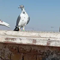 نروماده بزک