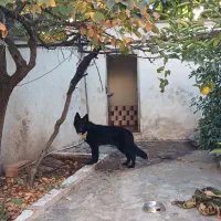 ژرمن شپرد کینگ سایز