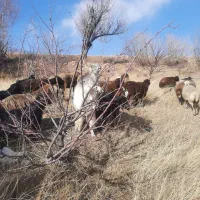 فروش ۴۰ عدد بز ابست